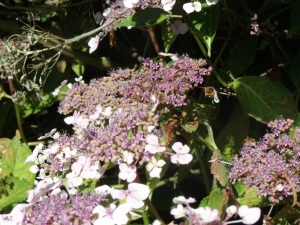 This bee is in flight near a hydrangea head and is harder to spot!