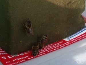 Bees using the new water contraption